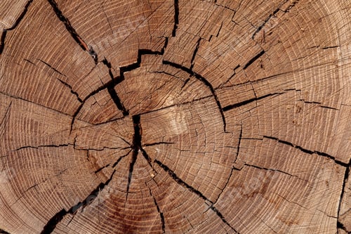 Preview: Texture of cut old tree stump with annual rings and cracks. Wooden texture