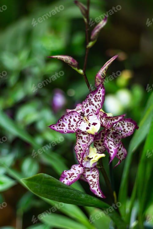 Preview: purple tiger orchid Grammatophyllum speciosum on green blurred background, side view.