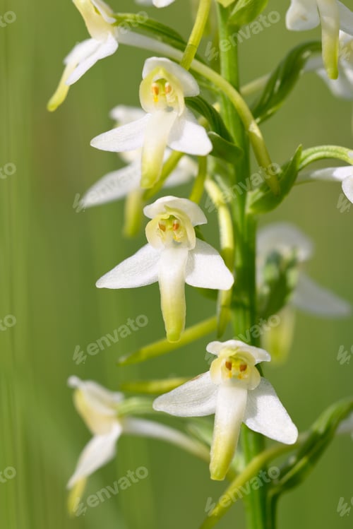 Preview: Wild orchid flowers blooming in Italian meadow