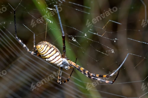 Preview: Spider, Argiope bruennichi