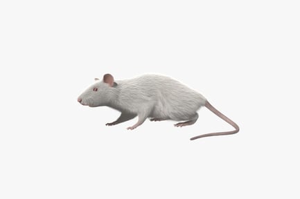 Preview: Albino Lab Rat with Groomed Fur