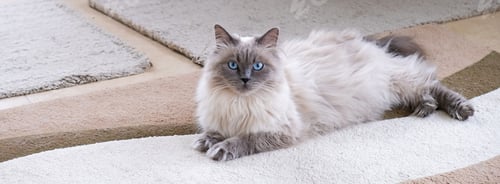 Preview: A beautiful cat with blue eyes lies on a mat. Breed Neva Masquerade