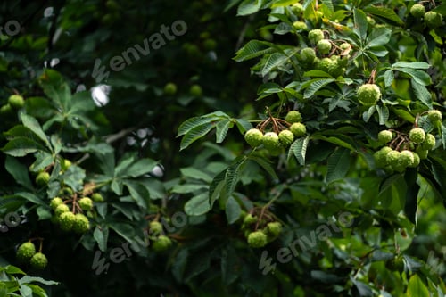 Preview: a chestnut tree with nuts growing on it, harvest season time