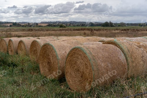 Preview: Hay bales on the field after harvest in the country
