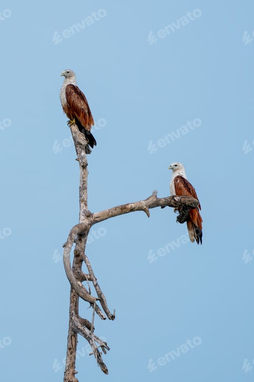 Preview: Two hawk stand on branch of tree and blue sky as background and it look for food.