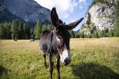 Preview: A donkey in the wonderful landscape of the Dolomites mountains, South Tyrol, Italy