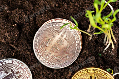 Preview: Sprout plant and bitcoin, growth of bitcoin crypto currency