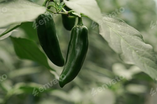 Preview: fresh sweet snack peppers paprika in the green house