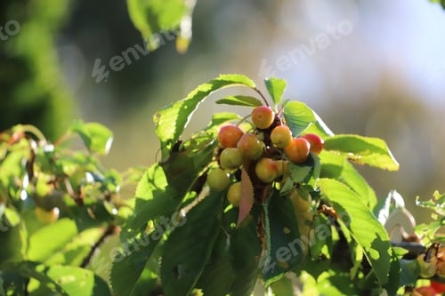 Preview: Cherries