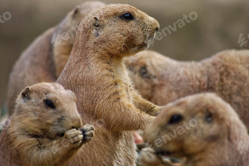 Preview: Group of prairiedogs