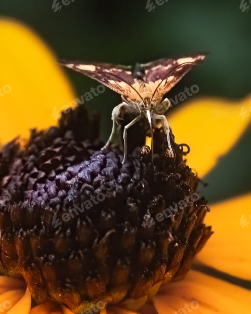 Preview: Close up of an Orange Mint Moth (Pyrausta orphisalis) perched on top of an echinacea coneflower.