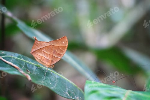 Preview: Tropical Leafwing Butterfly in Costa Rica