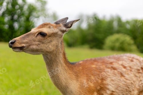 Preview: A graceful deer stands close to the camera, showcasing its sleek coat and delicate features.