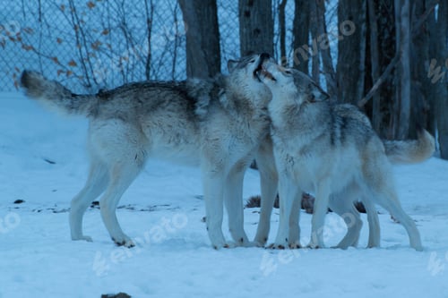 Preview: wolf, pack, togetherness, group, wilderness