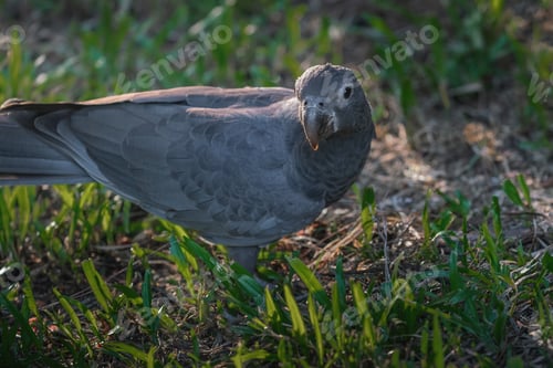 Preview: Greater Vasa Parrot (Coracopsis vasa)