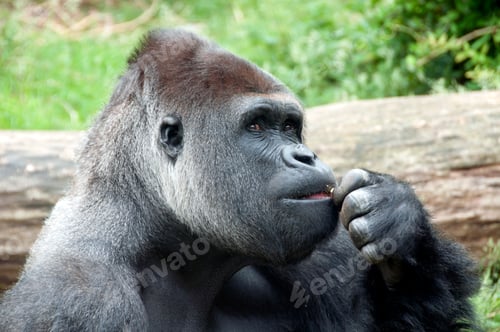 Preview: gorilla the thinker