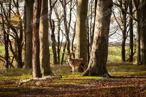 Preview: Deer in an Autumn Forest
