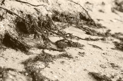 Preview: Fragments of seaweed plants on sand of the beach.