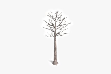 Vorschau: Blattloser Baum mit knorrigen Ästen