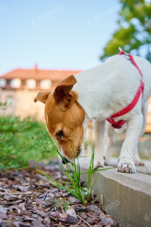 Preview: Curious Jack Russell Terrier Dog Sniffing Grass Outdoors