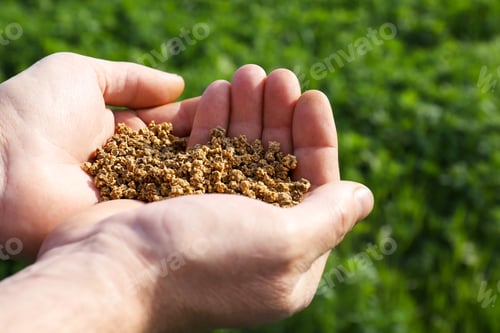 Preview: Man holding many beet seeds outdoors, closeup