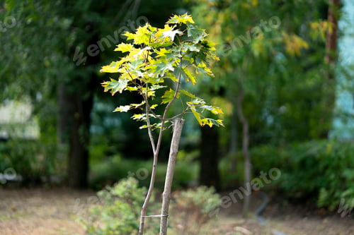 Preview: a new young tree growth in the park