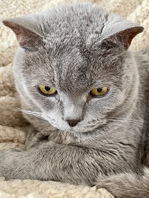 Preview: Grey British breed cat close-up