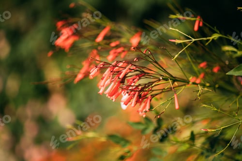 Preview: Pink Flowers Of Russelia Equisetiformis Plant In Summer Garden