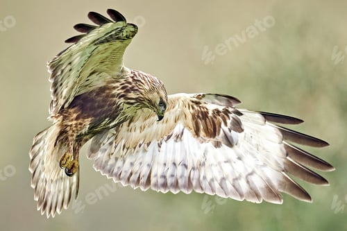 Preview: Rough-legged buzzard (Buteo lagopus)