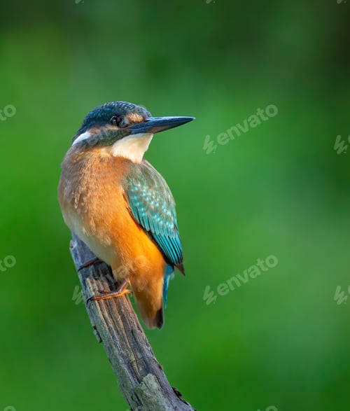 Preview: Common kingfisher, Alcedo atthis. The bird sits on a branch above the river waiting for a fish
