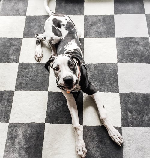 Preview: Smiling puppy on black and white checkered carpet area rug