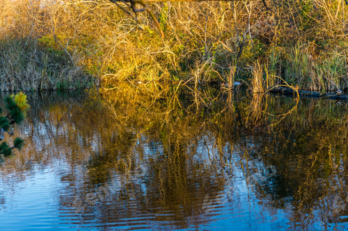Preview: Bushes Are Reflected In A Pond In Normandy Park, Washington.