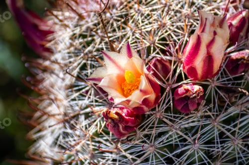 Preview: California fishhook cactus flowers