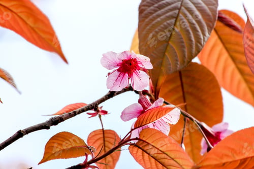 Preview: Prunus cerasoides that bloom beautifully in nature.