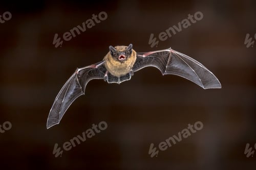 Preview: Flying Pipistrelle bat in front of brick wall