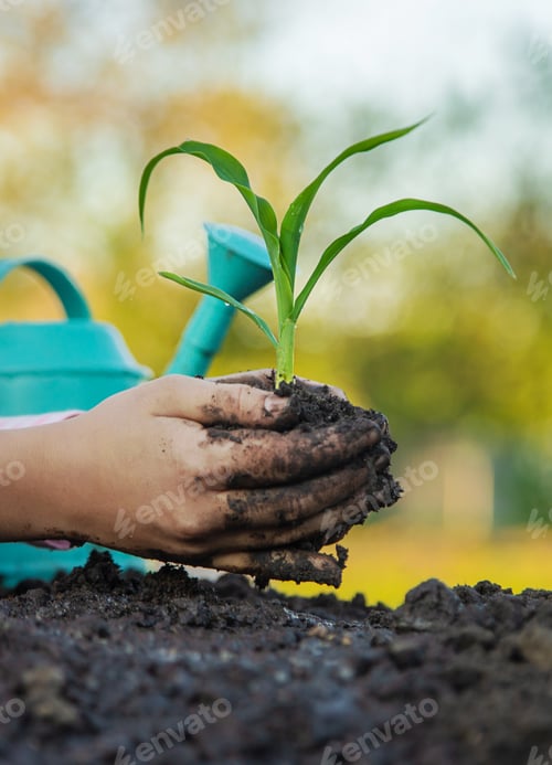 Preview: The child is planting a plant in the garden. Selective focus.