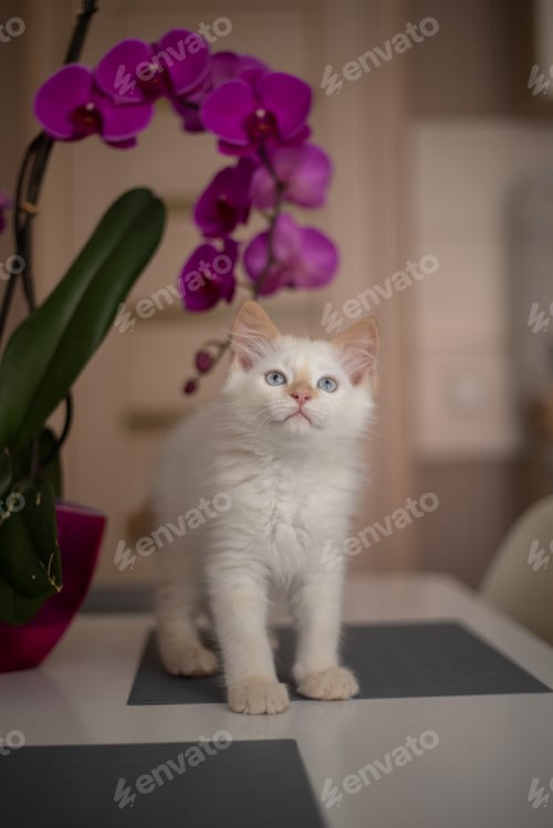 Vista previa: A cute beautiful domestic kitten with orchid flower