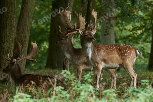Preview: Fallow deer (Dama dama)