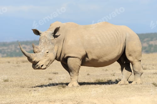 Preview: African white rhino
