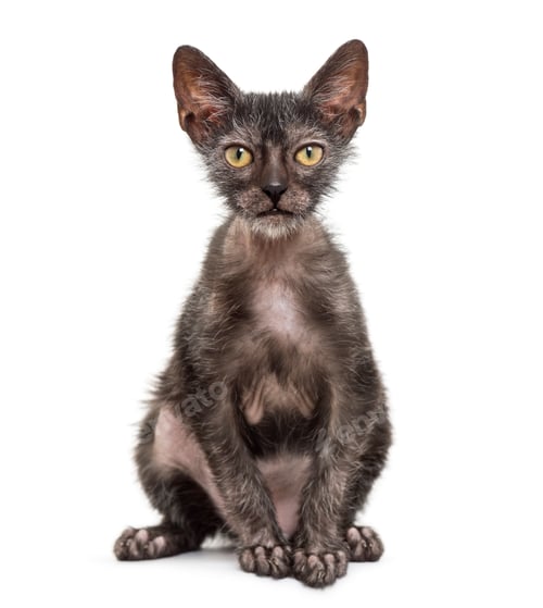 Preview: Kitten Lykoi cat, 3 months old, also called the Werewolf cat sitting against white background