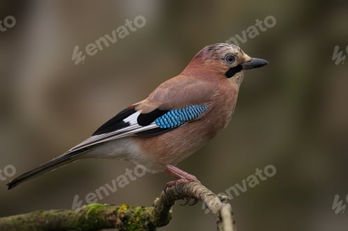 Preview: Eurasian Jay on a Mossy Branch