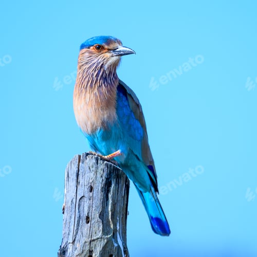 Preview: Bengal roller Bird perched on pole, gazing forward
