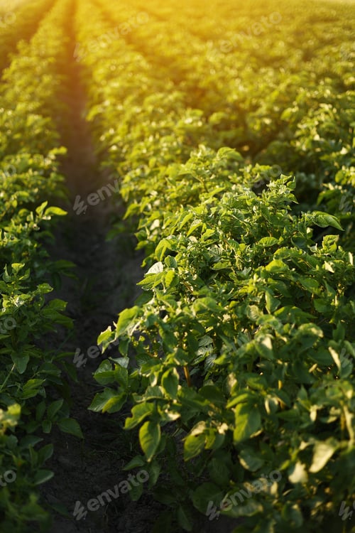 Preview: green potato field. Potato plants growing summer. Agriculture harvest potato field plants growing