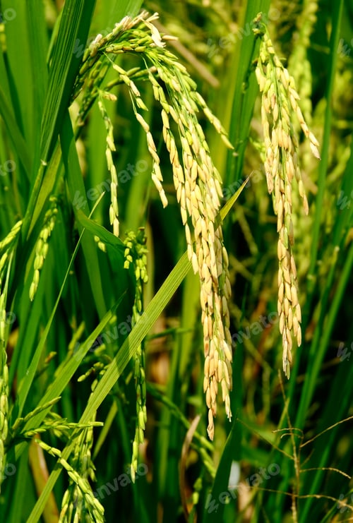 Preview: Paddy plant