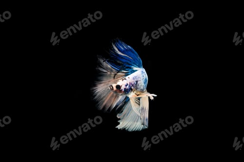 Preview: Beautiful colorful of siamese betta fish