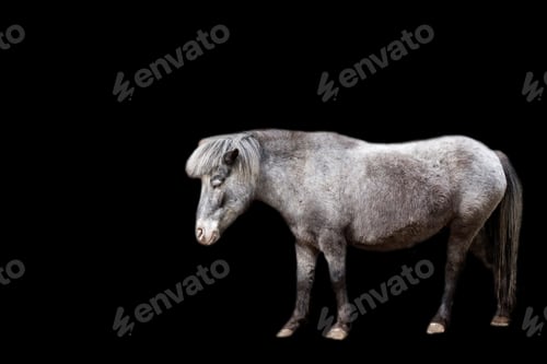 Preview: Pony on a black background