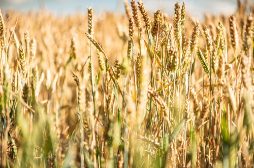 Preview: Field of golden wheat