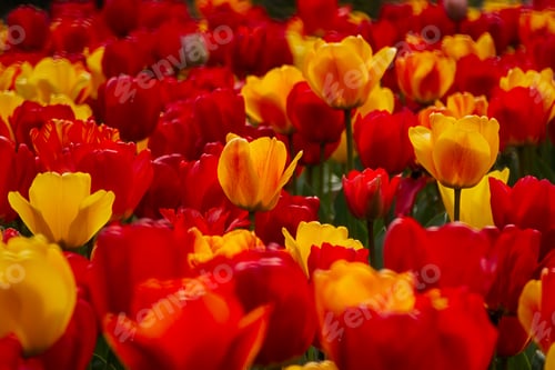 Preview: Spring flowers tulips close-up in the garden.