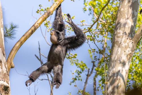 Preview: Closeup shot of a cute monkey jumping on the tree