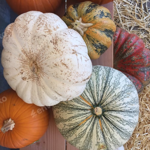 Preview: Pumpkins piled up in different colors